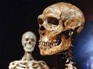 neanderthal skull